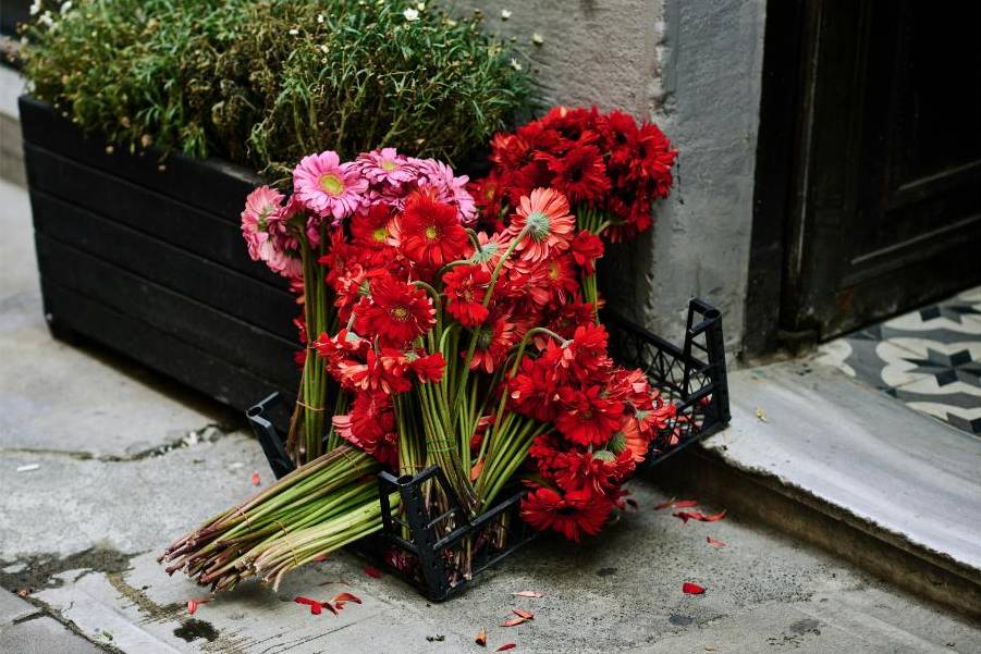 Philosophie und Blumen