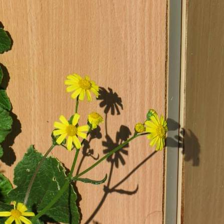 Floristin arbeitet an Bouquet